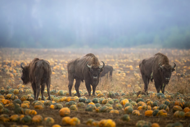 bison