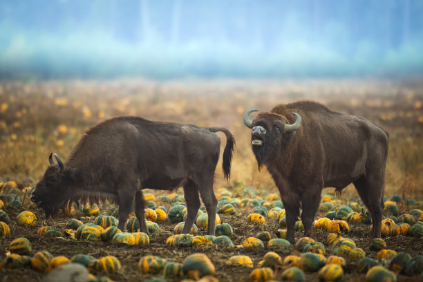 bison