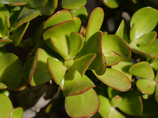crassula