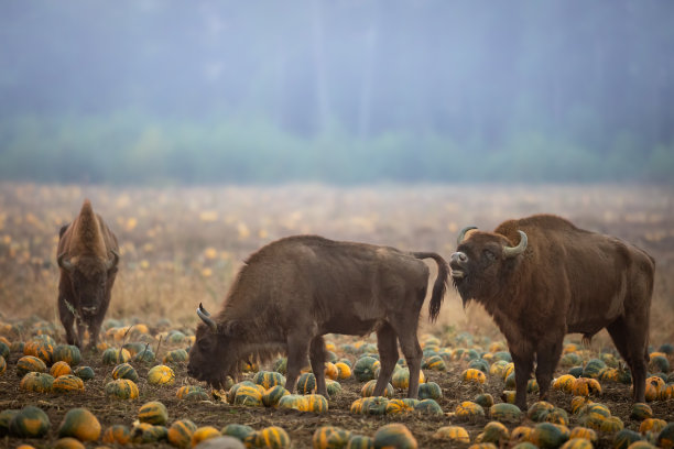 bison