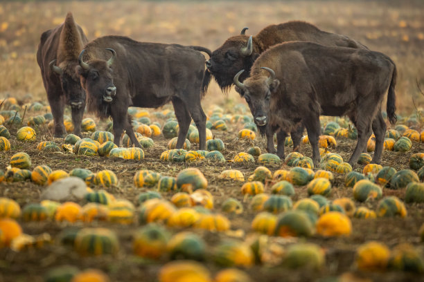 bison