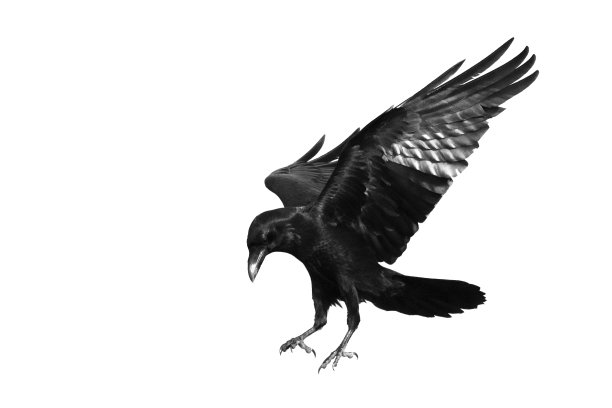 raven
