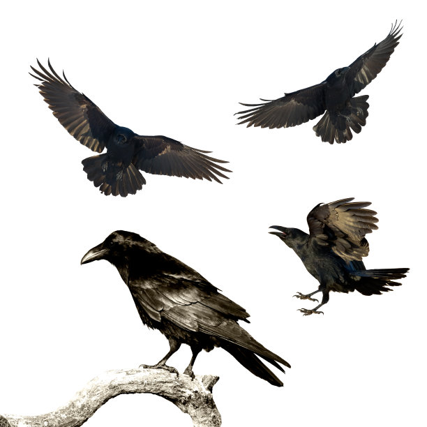 raven