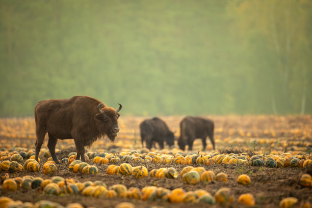 bison
