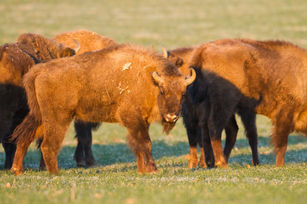 bison