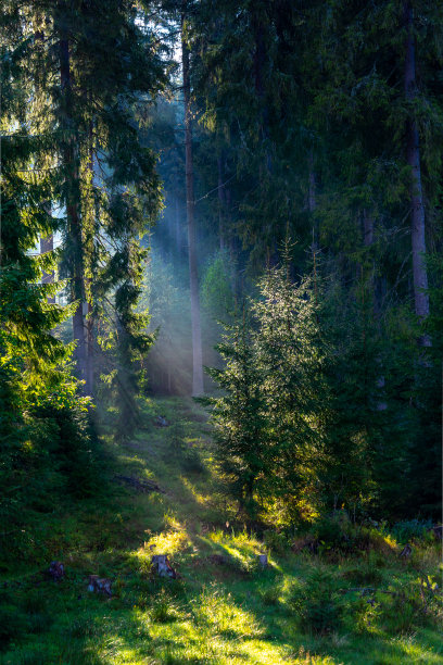 dawn