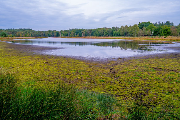 fen