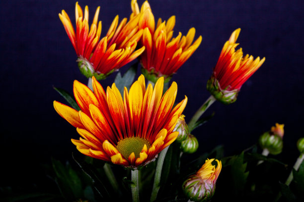 gazania