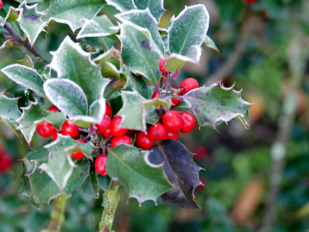 holly
