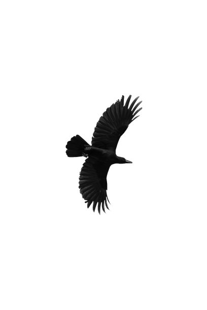 raven