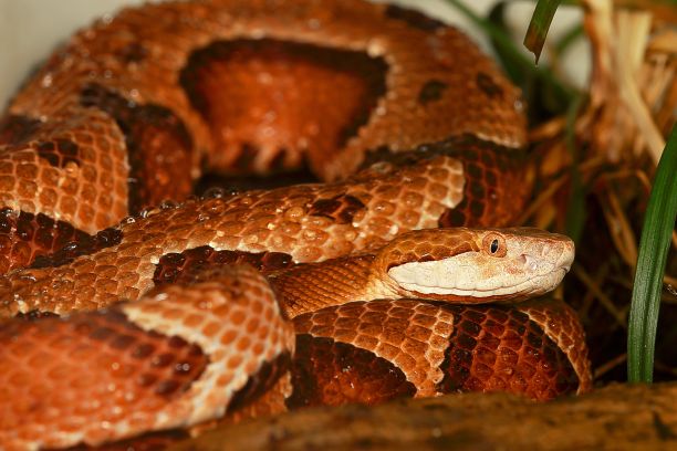 copperhead