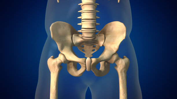 pelvis