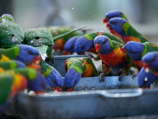 lorikeets