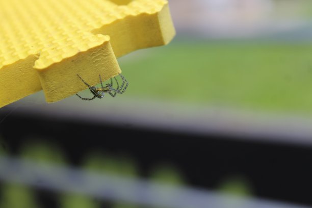 argiope