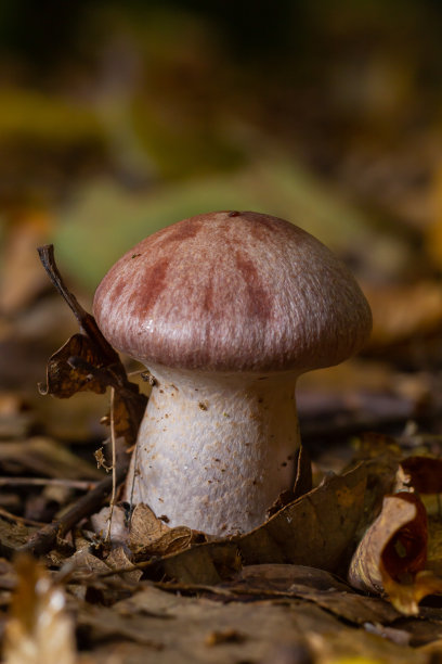 雀斑蘑菇