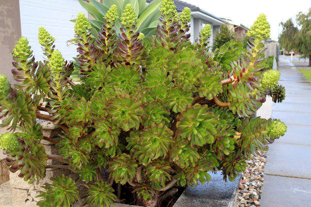 crassula