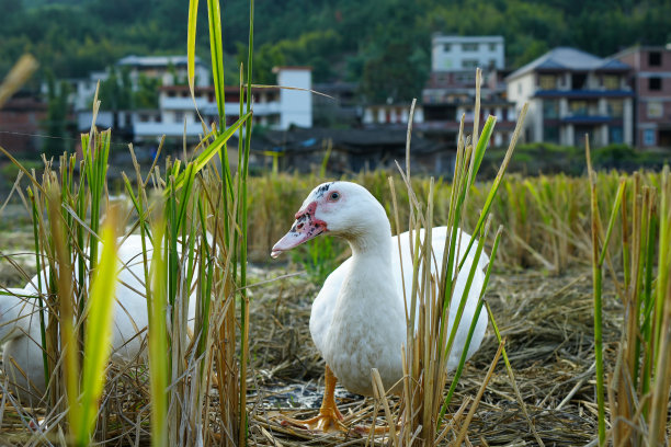 稻田放养的鸭子