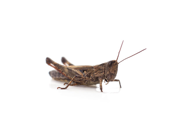 katydid