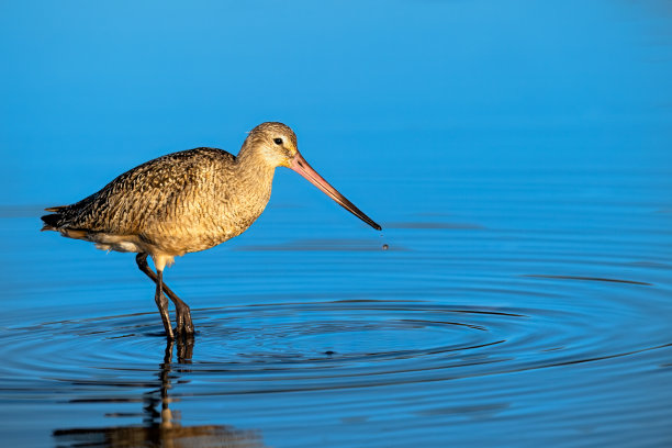 limosa