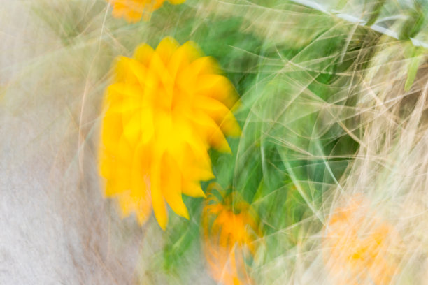 绿黄渐变圆形抽象花纹图案