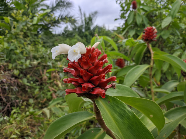 costus