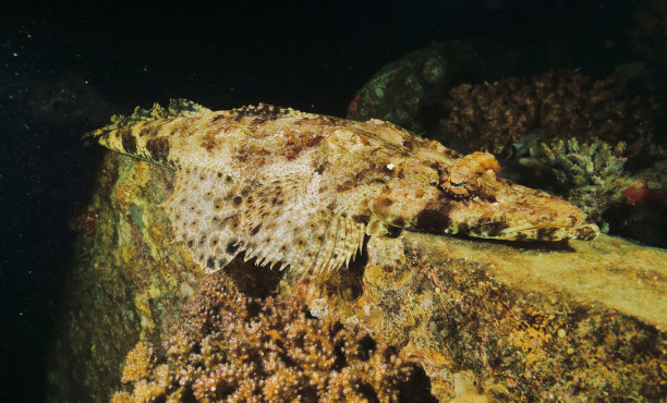 pterois