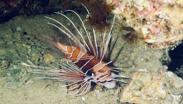 lionfish