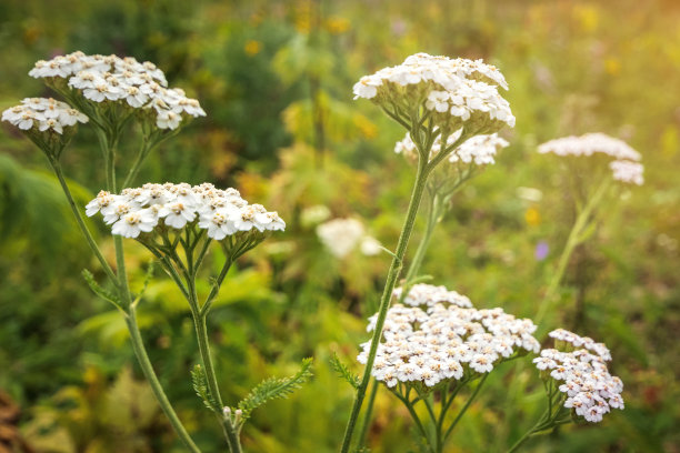 achillea