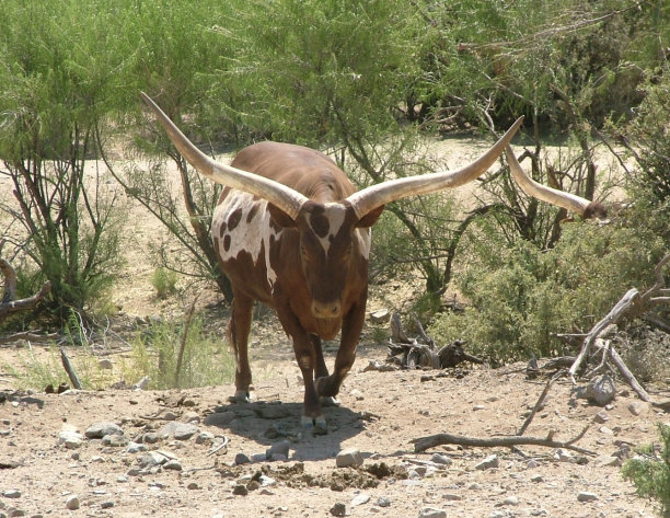 horned