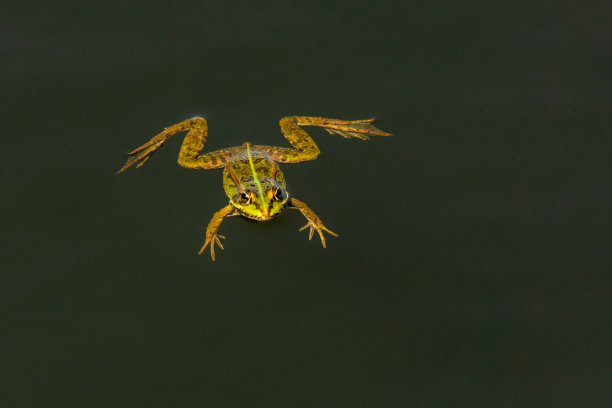 frog