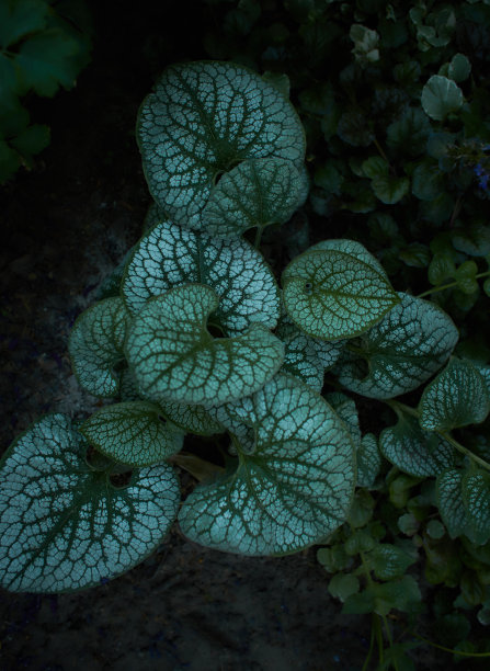 brunnera