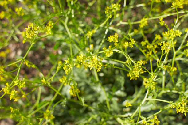 patrinia