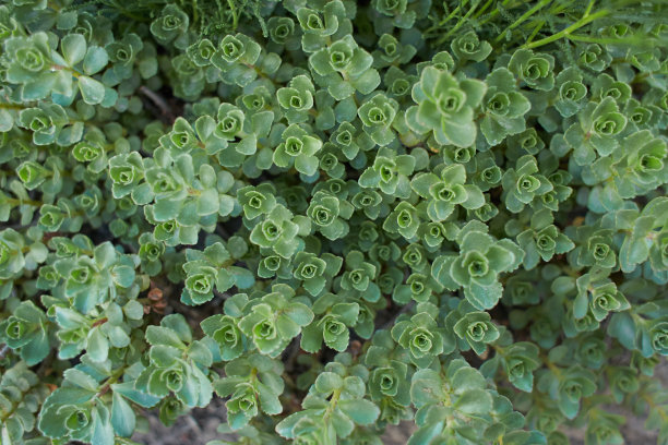 sedum