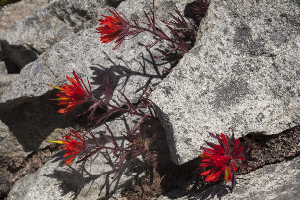 hawkweed