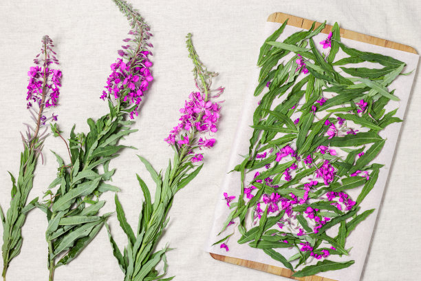 epilobium