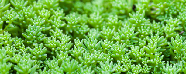 sedum