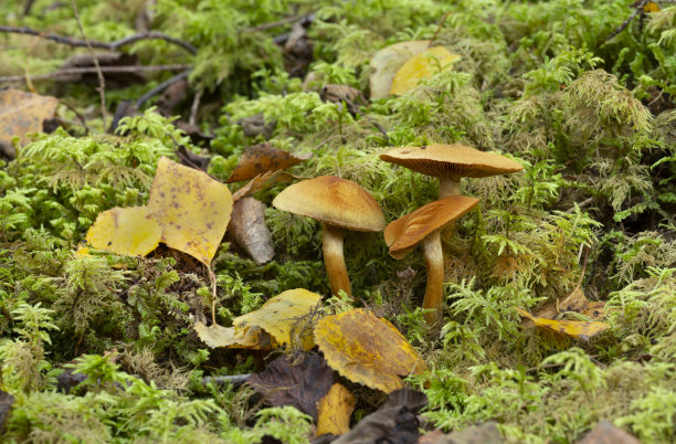 cortinarius