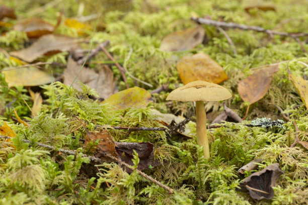 cortinarius