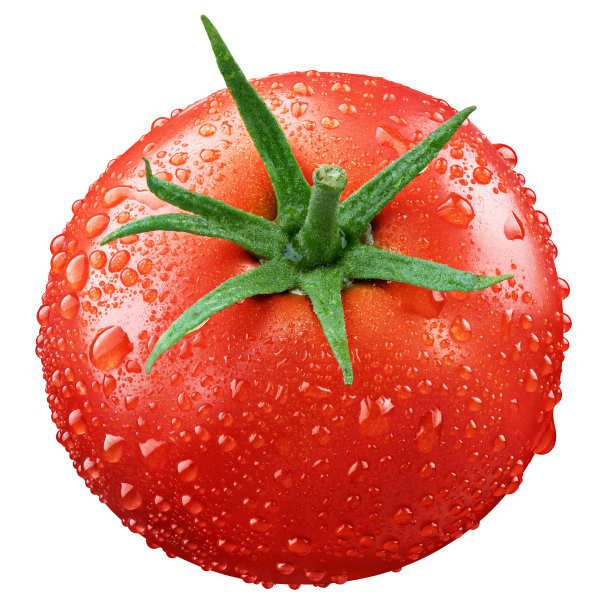 lycopersicon