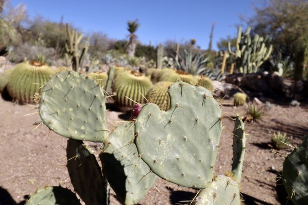 saguaro