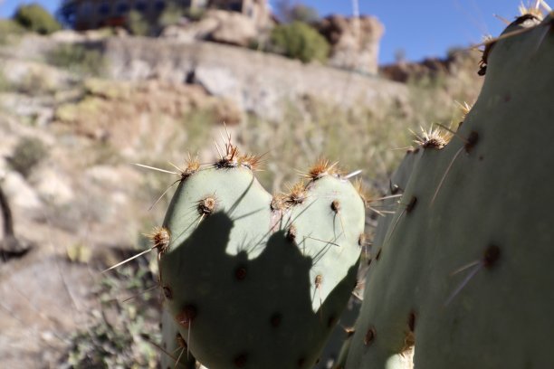 saguaro