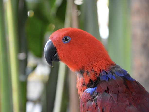 eclectus