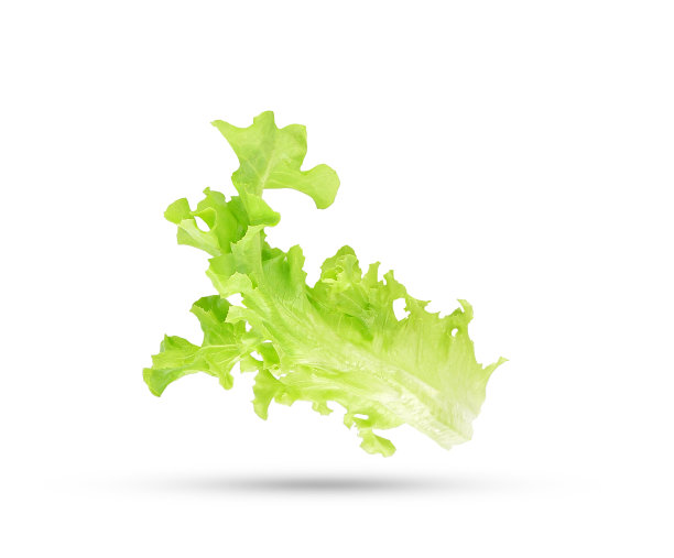 lactuca