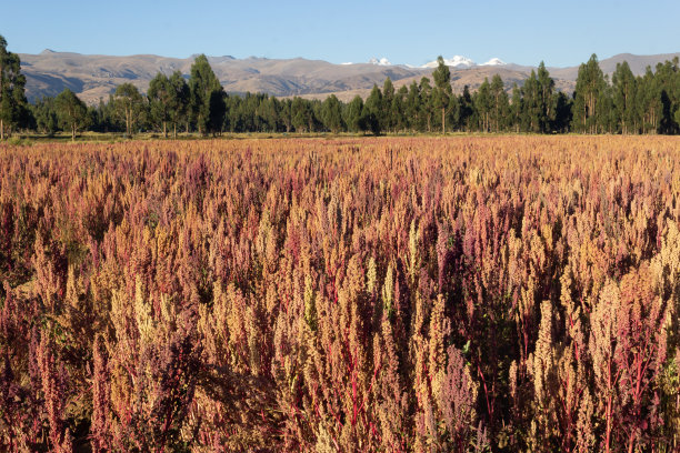 quinoa