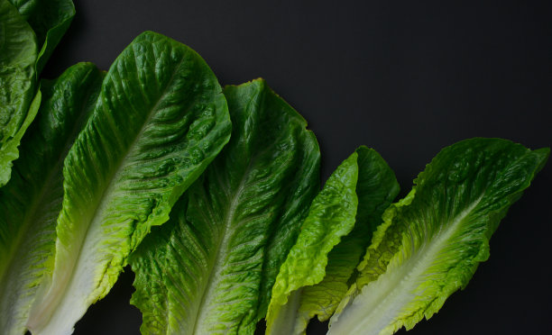 romaine