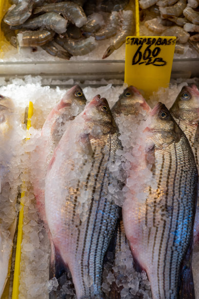 rockfish