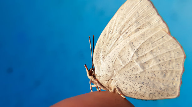 蓝白花卉蝴蝶图案素材