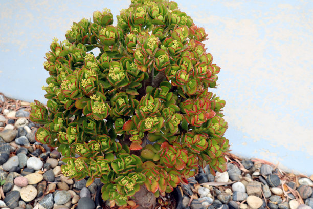 crassula