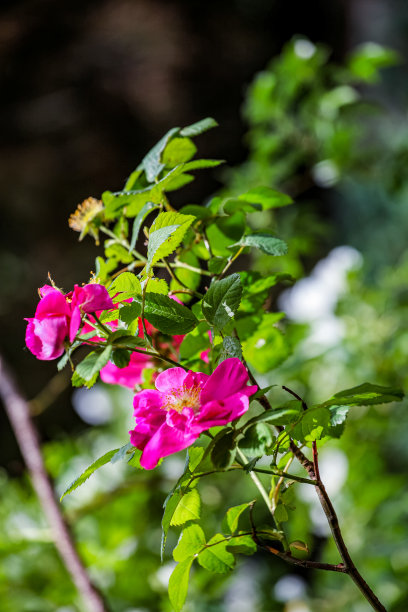 rugosa