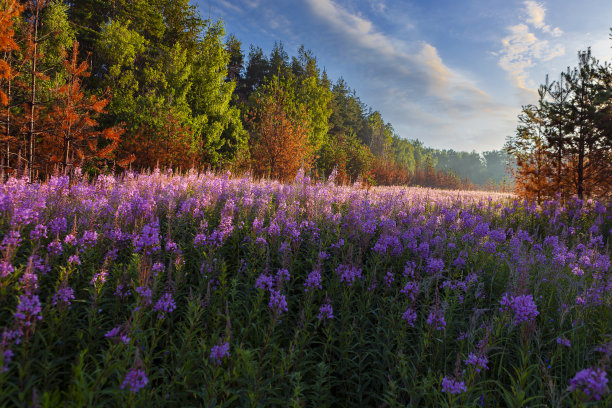 wildflowers